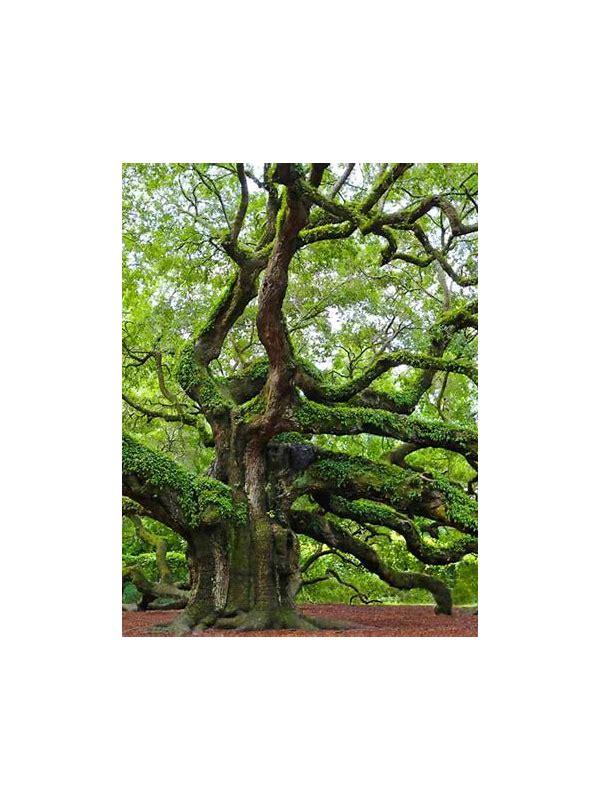 Bivrost Alfheim Arctic Single Malt Whisky