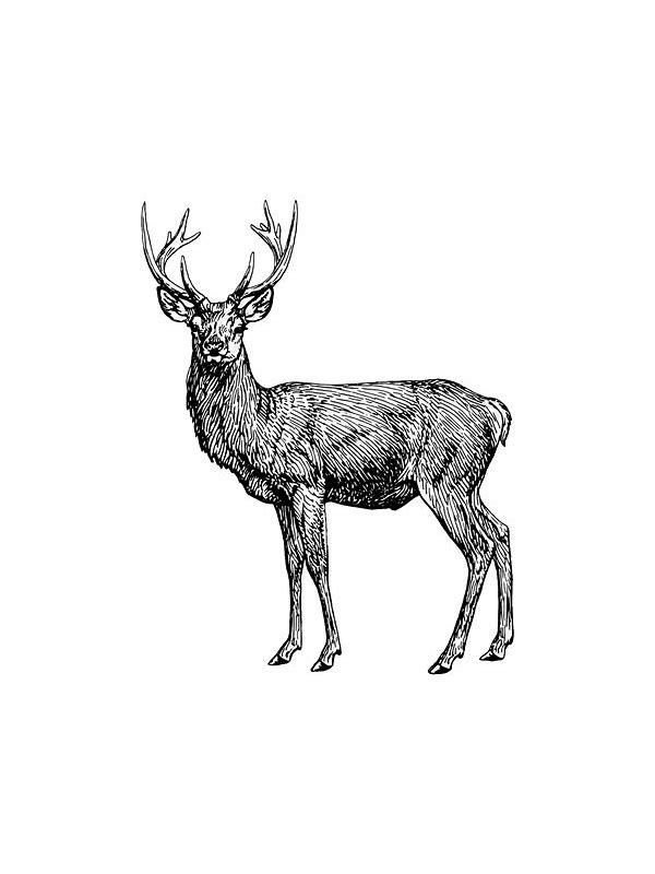 Big Bottom Small Batch - Zinfandel Cask Limited Edition